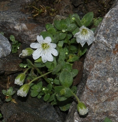 Cerastium uniflorum