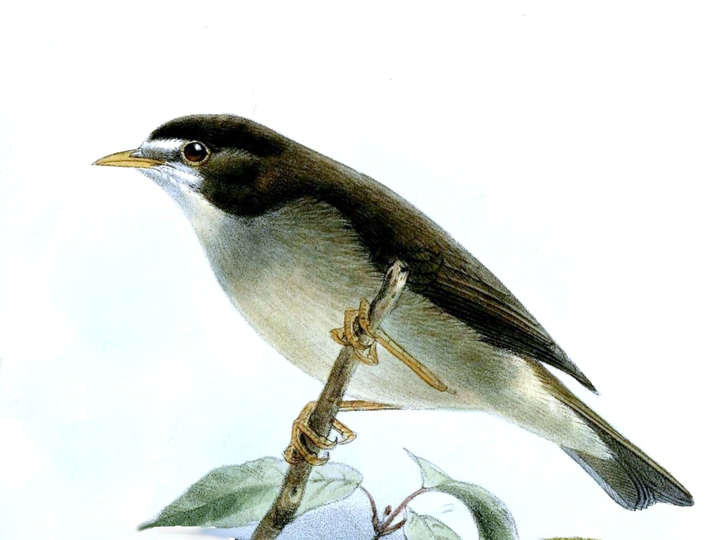 Mount Cameroon Speirops