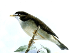 Mount Cameroon Speirops photo 1