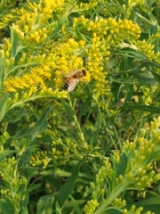 Apis mellifera