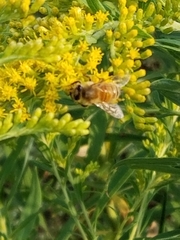 Apis mellifera