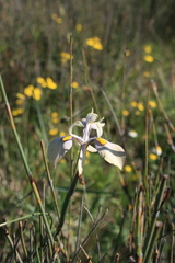 Moraea angusta