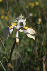 Moraea angusta