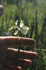 Moraea angusta
