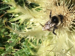 Bombus sichelii