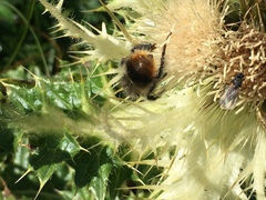 Bombus sichelii
