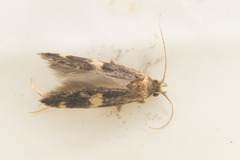 Oegoconia deauratella
