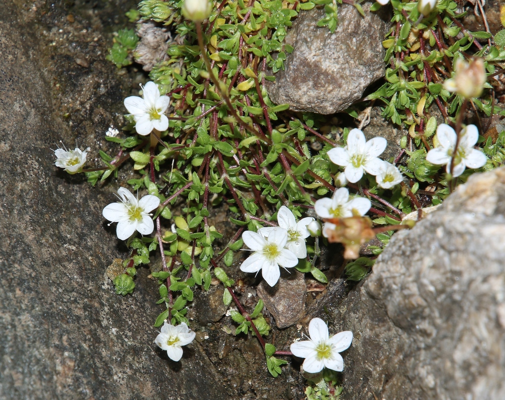 sandworts