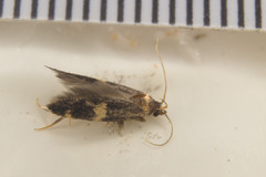 Oegoconia deauratella