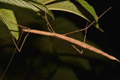Rhamphosipyloidea philippa
