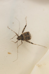 Phytocoris breviusculus