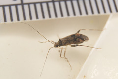 Phytocoris breviusculus