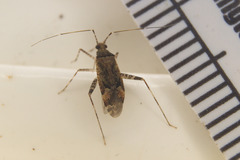 Phytocoris breviusculus