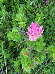 Rhododendron hirsutum