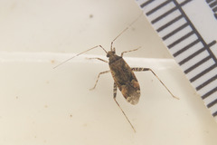 Phytocoris breviusculus