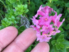 Rhododendron hirsutum