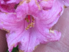 Rhododendron hirsutum