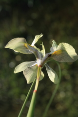 Moraea angusta