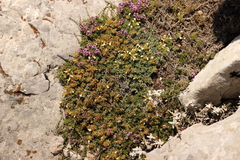 Teucrium montanum jailae