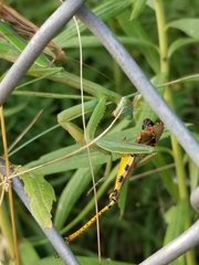 Mantis religiosa