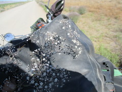 Gypsophila paniculata