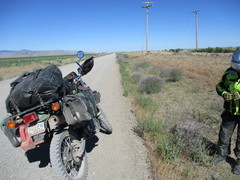 Gypsophila paniculata