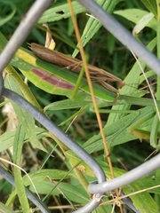 Mantis religiosa