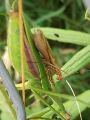 Mantis religiosa