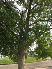 Populus × acuminata