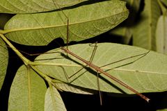 Rhamphosipyloidea philippa