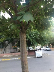 Magnoliopsida