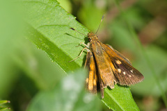 Poanes viator