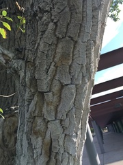 Populus × acuminata
