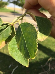 Populus × acuminata
