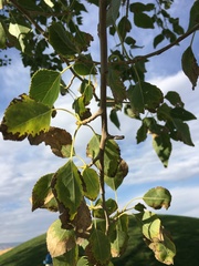 Populus × acuminata