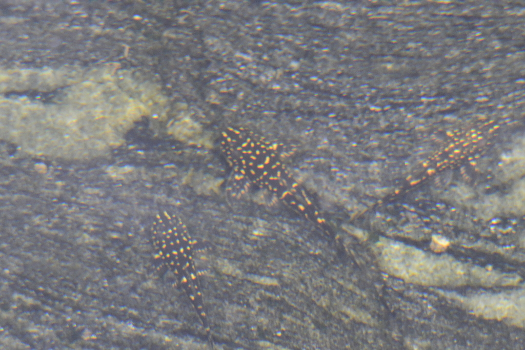 Parotocinclus