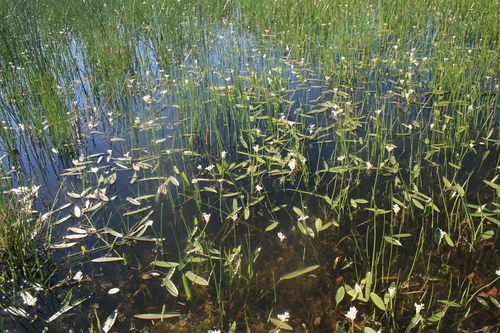 Narrowleaf waterblommetjie (Aponogeton angustifolius)
