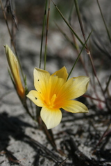 Romulea schlechteri
