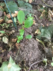 Bergenia
