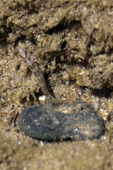 Salaria pavo