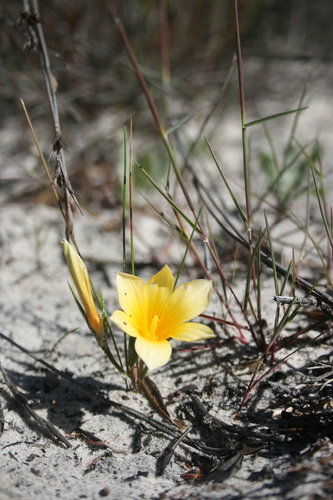 Image of Romulea schlechteri by (c) Jacques van der Merwe, some rights reserved (CC BY-SA)