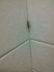 Scutigera coleoptrata