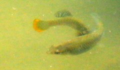 Poecilia mexicana