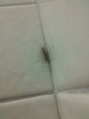 Scutigera coleoptrata