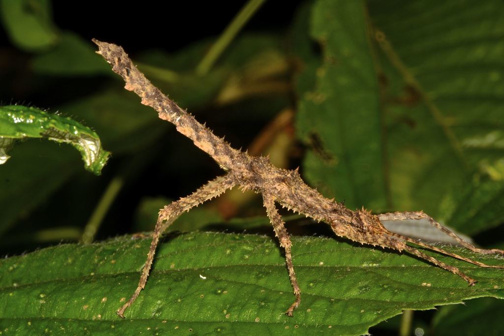 Obrimus bicolanus