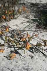 Hermannia procumbens