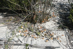 Hermannia procumbens