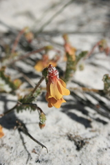 Hermannia procumbens