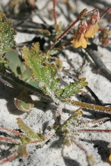 Hermannia procumbens