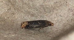 Eucosma ochroterminana